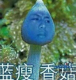 蓝瘦香菇网红,网红现象背后的情感共鸣与网络文化